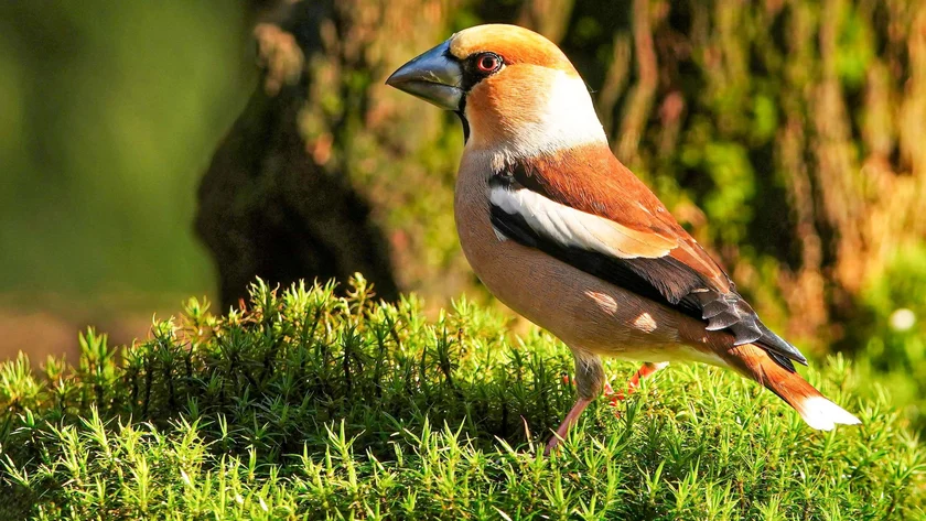 Vogelwerkgroep in het nieuws